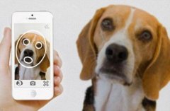 【動(dòng)物也用上了面部識(shí)別：每一只雞都被安排得明明白白[允悲]】