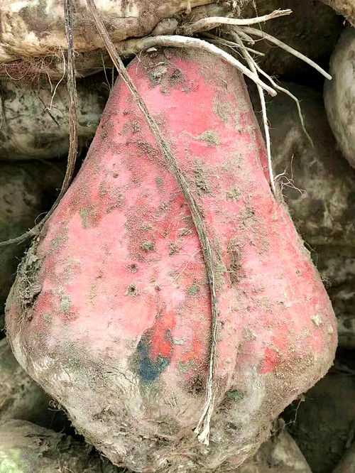 衡安甜菜收購系統